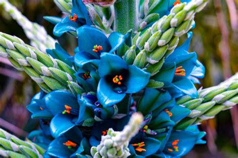 obscure flower names|10 Unusual and Rare Flowers You Won't Find in Most Gardens.